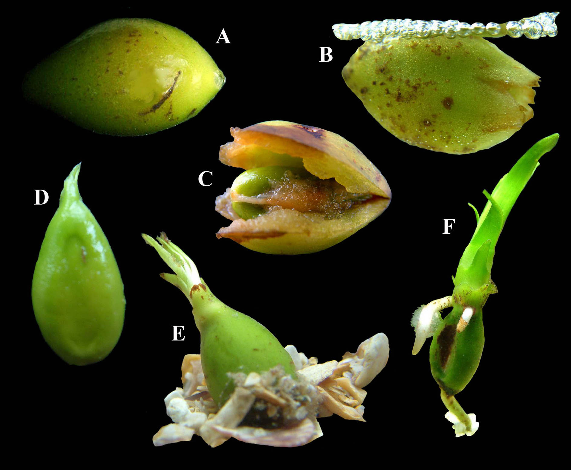 Olive di mare: frutti di Posidonia oceanica